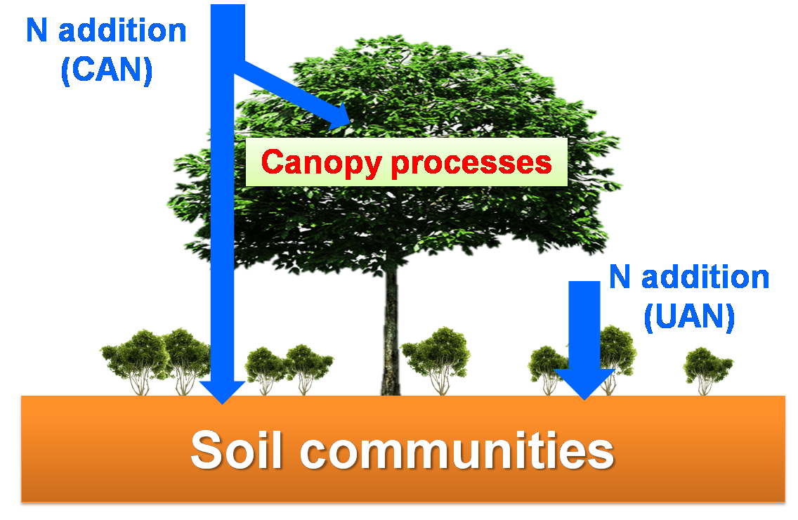 圖1. 氮沉降背景下森林土壤生物群落組成的維持機制