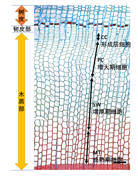 圖： 樹皮以下的形成層以及處于不同生長階段（增大期、增厚期和成熟期）的木質部細胞。