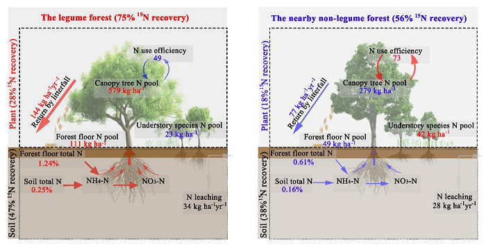 圖2. 豆科林和非豆科林氮循環示意圖.png