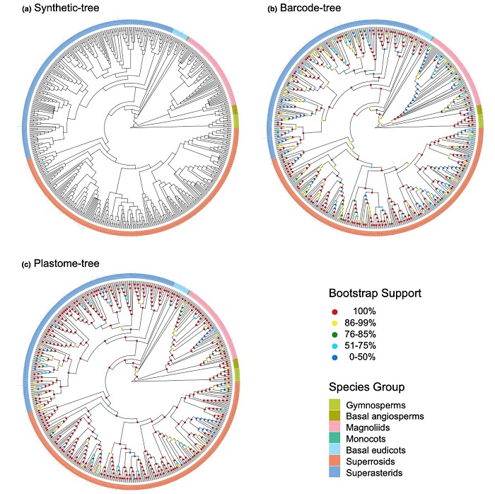 分別基于V.PhyloMaker軟件、一代條形碼片段(matK + rbcL + trnH-psbA)以及葉綠體基因組79種蛋白編碼基因構建的6個大型樣地580種木本植物的群落系統發育樹。環形條帶顏色代表植物類群，節點顏色代表支持率范圍。.jpg
