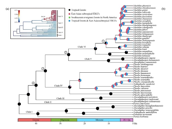 圖1. 鱷梨族的分化時間及祖先狀態(tài)重建。(a)分化速率圖，暖色表示分化速率快，冷色表示慢。(b)祖先狀態(tài)重建結(jié)果。.jpg