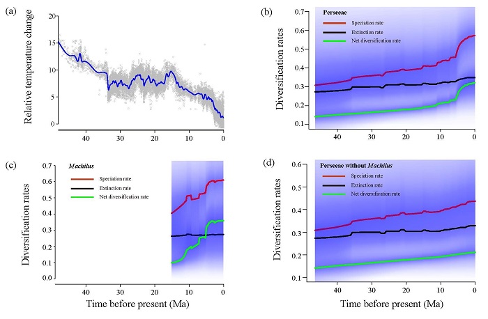 圖2. 鱷梨族的分化速率隨時間變化。(a)過去45個百萬年全球溫度變化趨勢。(b)鱷梨族分化速率隨時間變化。(c)潤楠屬分化速率隨時間變化。(d)鱷梨族除潤楠屬外其它類群的分化速率隨時間變化。.jpg