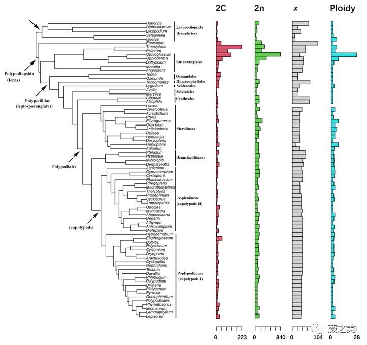 圖1. 石松類和蕨類植物96屬的基因組大小、染色體數目、染色體基數和倍性水平的系統發育分析。.jpg