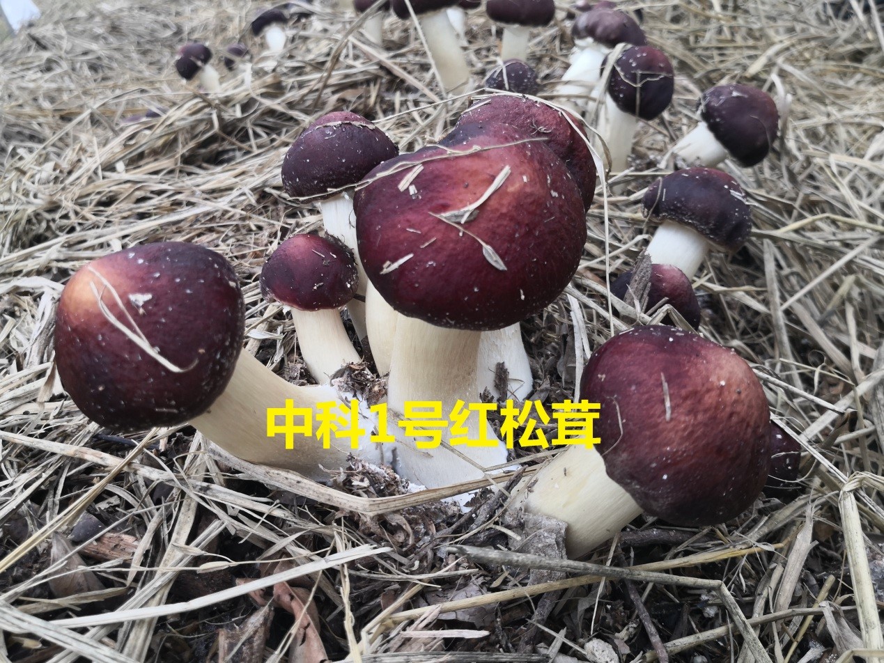 中科1號紅松茸品種.jpg