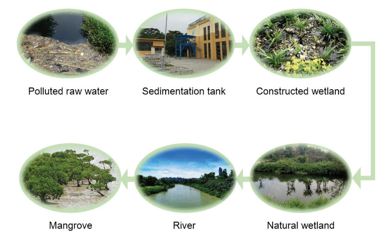 圖2. 深圳灣污水凈化過程.jpg