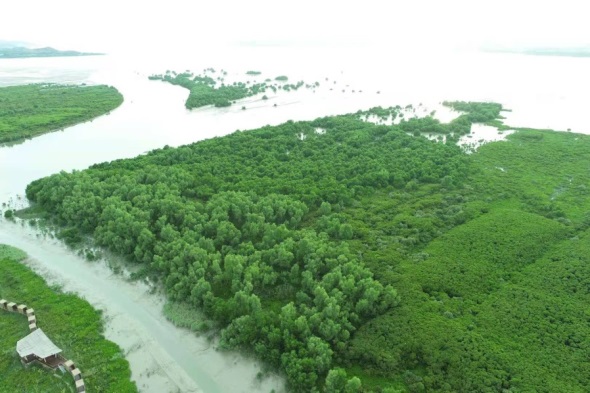 圖5. 外來入侵種無瓣海桑（Sonneratia apetala）被清理.jpg