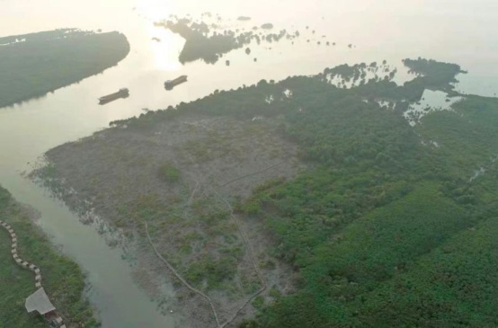 圖5. 外來入侵種無瓣海桑（Sonneratia apetala）被清理2.jpg