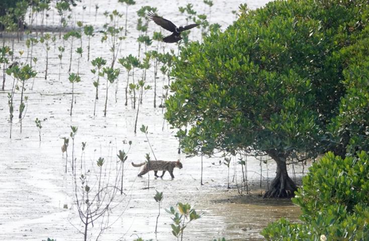 圖7. 大型捕食動(dòng)物豹貓回歸恢復(fù)的紅樹林.jpg