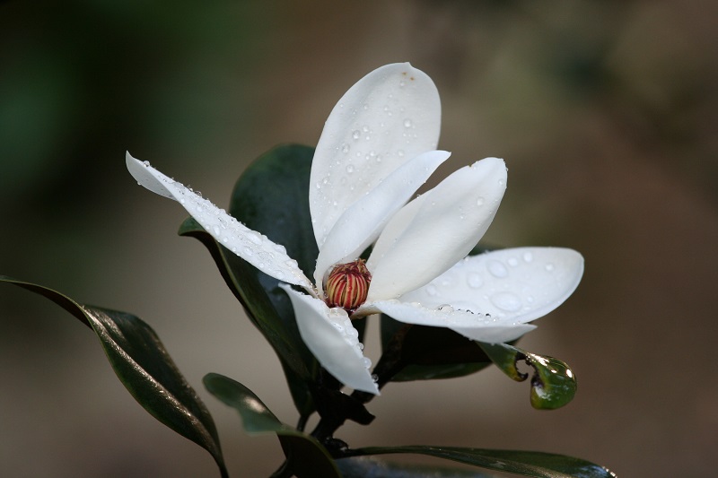 2.國家二級重點保護野生植物 廣東含笑Michelia guangdongensis（楊科明 攝）.JPG