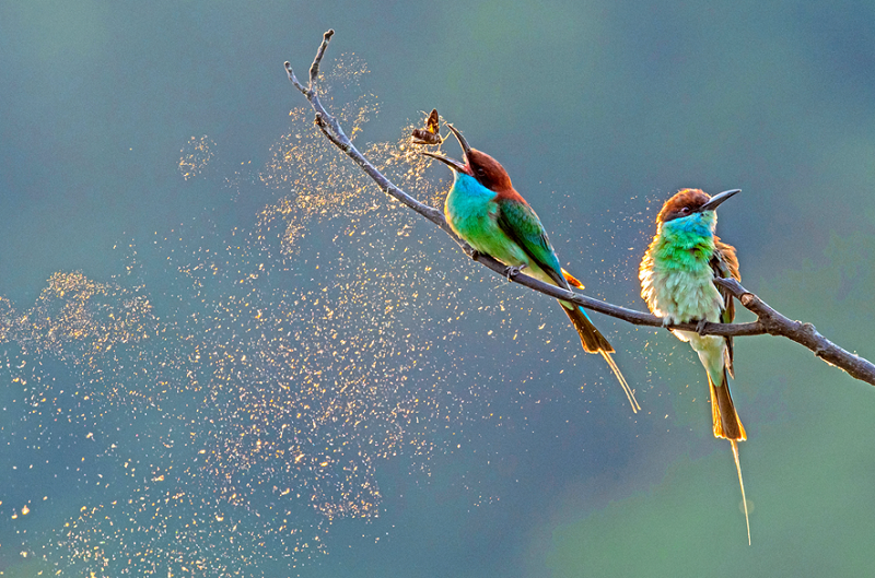 4.國家二級保護動物 藍喉蜂虎（國家林業和草原局 供圖）.png